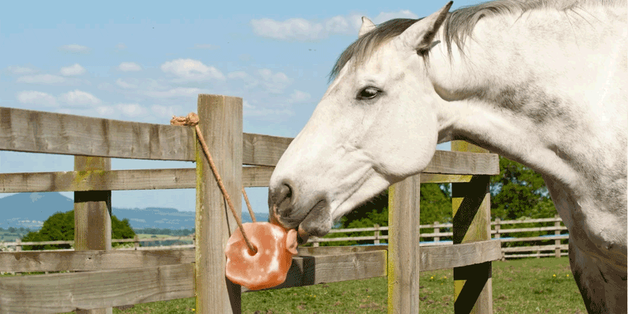 Himalayan Animal Licking Salt